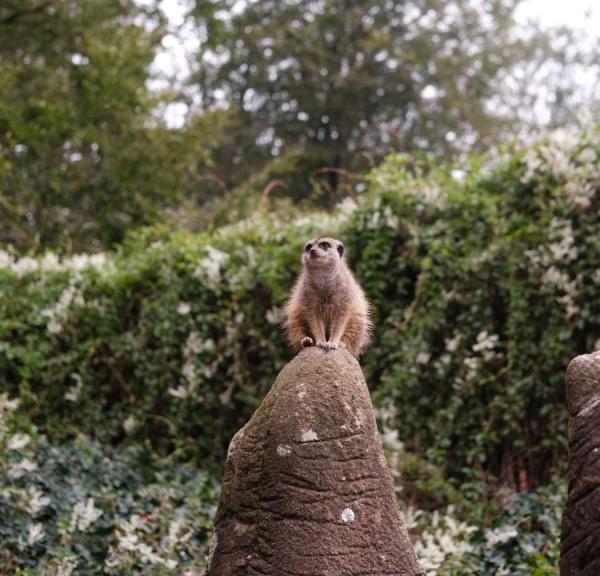 Aalborg zoo