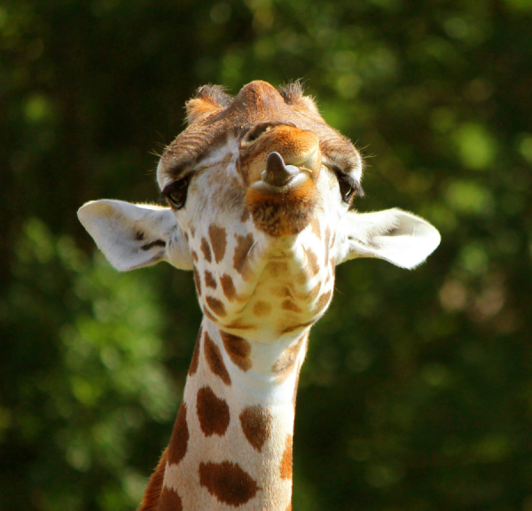 Giraf hos Aalborg Zoo