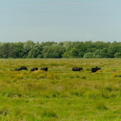 Køer set fra udkigspost 2 på Bannerlundsstien